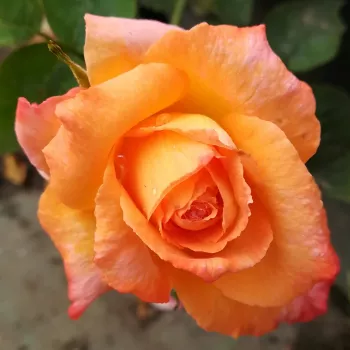 Rosa Joyfulness - pomarańczowy - róża pienna - Róże pienne - z kwiatami hybrydowo herbacianymi