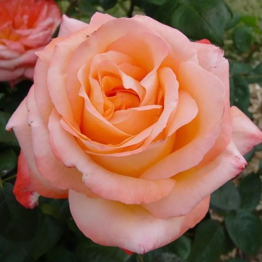 Portocale - Trandafiri - Joyfulness - răsaduri și butași de trandafiri 
