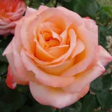 Pomarańczowy - róża wielkokwiatowa - Hybrid Tea - róża z dyskretnym zapachem - Rosa Joyfulness - róże sklep internetowy