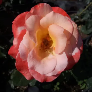 Svijetlo narančasta - ružičasta nijansa - hibridna čajevka - ruža diskretnog mirisa - voćna aroma