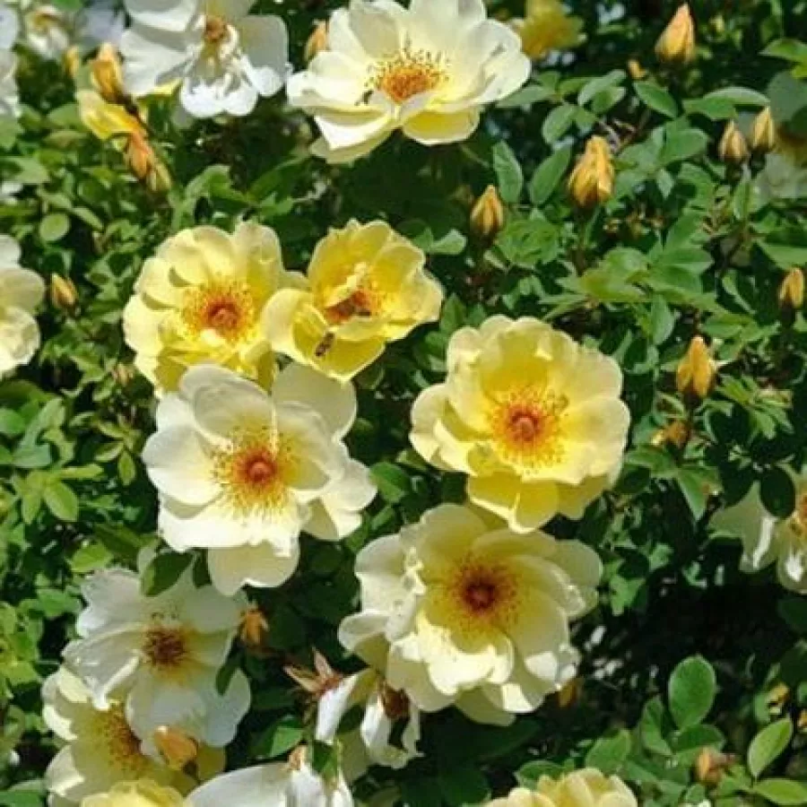 żółty - Róża - Frühlingsgold® - Szkółka Róż Rozaria
