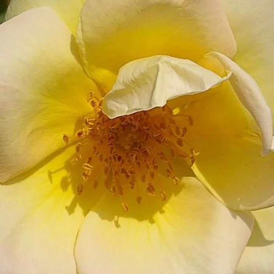 Wild, Hybrid Spinosissima, Shrub - Rózsa - Frühlingsgold® - Online rózsa rendelés