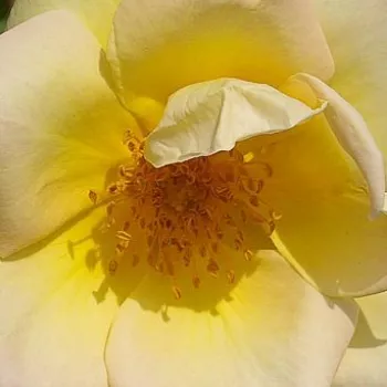 Online rózsa kertészet - vadrózsa - sárga - intenzív illatú rózsa - fűszer aromájú - Frühlingsgold® - (200-400 cm)