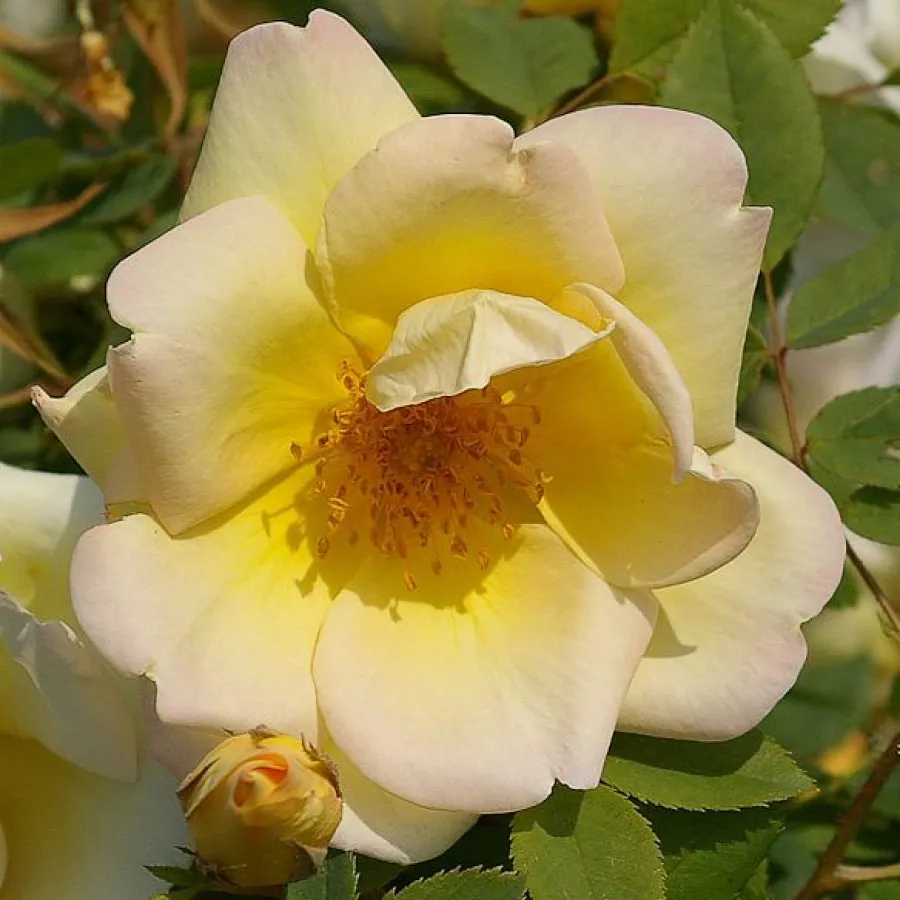žlutá - Růže - Frühlingsgold® - 
