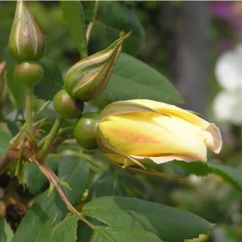 Rosa Frühlingsgold® - galben - trandafiri pomisor - Trandafir copac cu trunchi înalt – cu flori simpli