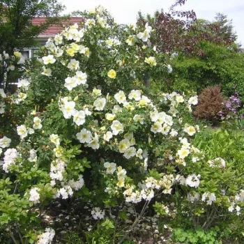 Giallo - Rose Arbustive - Cespuglio - Rosa ad alberello0