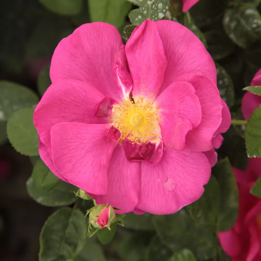 Történelmi - gallica rózsa - Rózsa - Gallica 'Officinalis' - Online rózsa rendelés