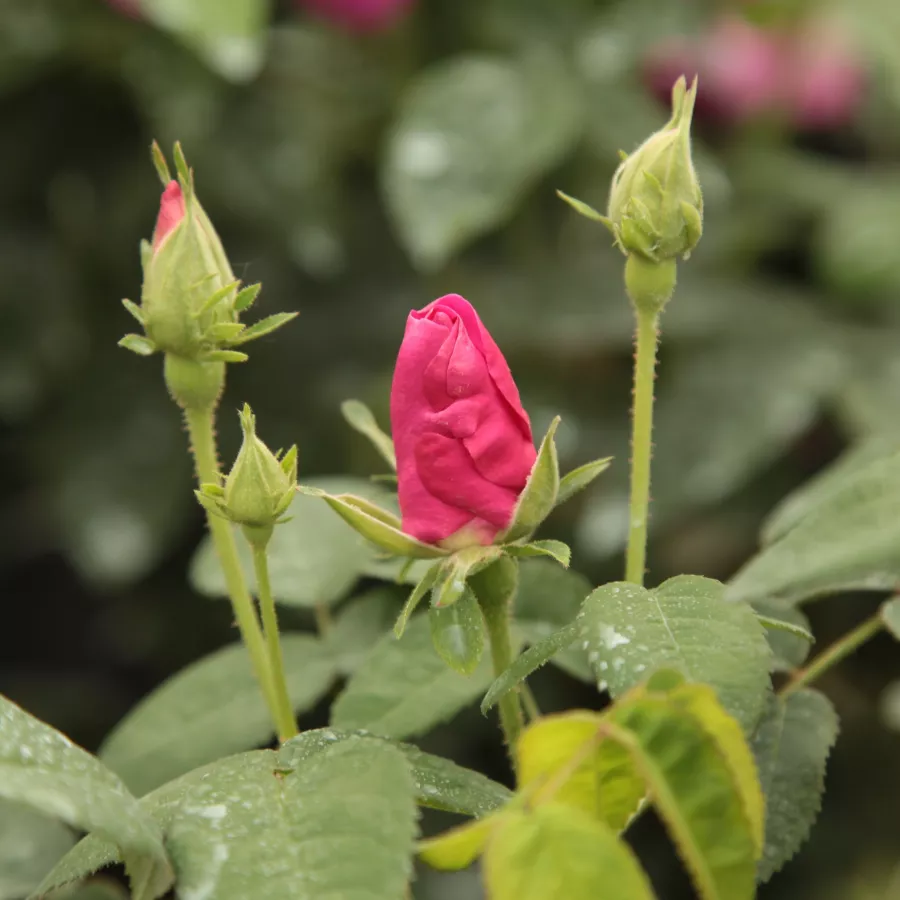 Rosa intensamente profumata - Rosa - Gallica 'Officinalis' - Produzione e vendita on line di rose da giardino