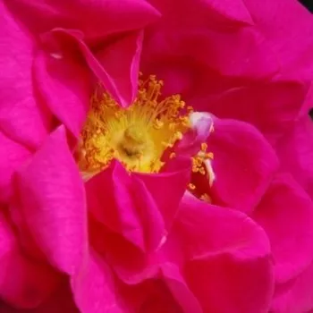 Online rózsa kertészet - történelmi - gallica rózsa - rózsaszín - intenzív illatú rózsa - alma aromájú - Gallica 'Officinalis' - (90-150 cm)