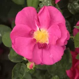 Ružová - stromčekové ruže - Rosa Gallica 'Officinalis' - intenzívna vôňa ruží - aróma jabĺk