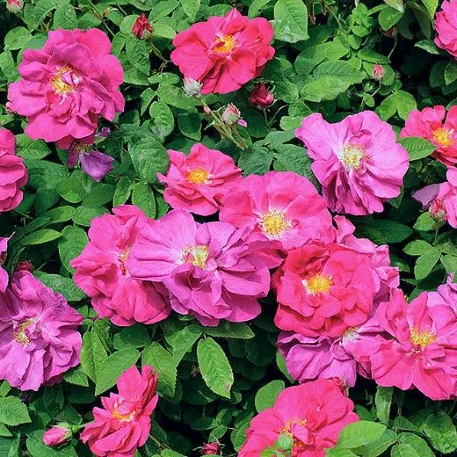 Historische – rose gallica - Rosen - Gallica 'Officinalis' - rosen online kaufen