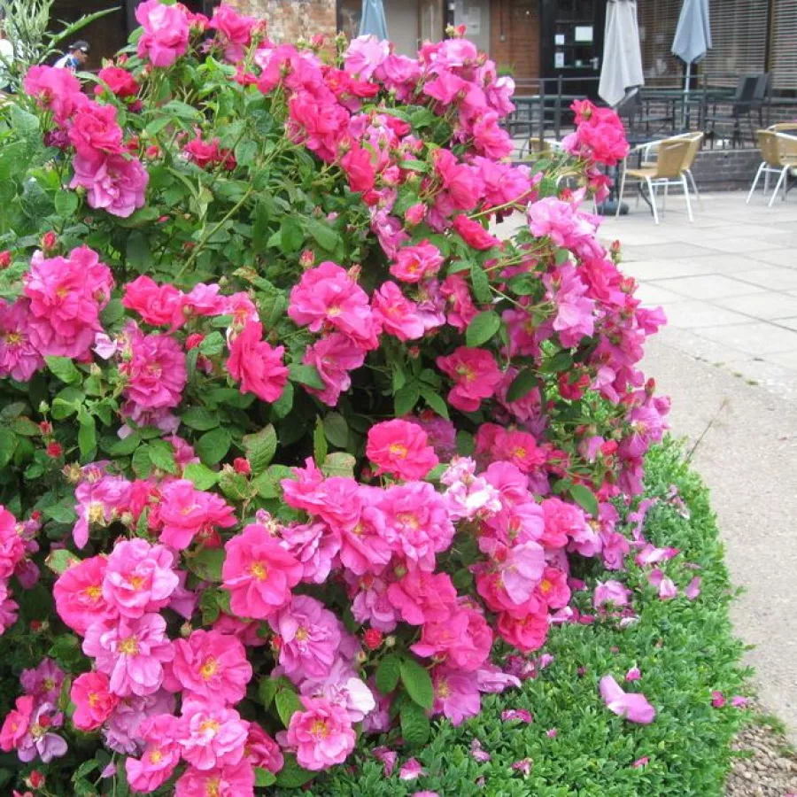 Félig telt virágú - Rózsa - Gallica 'Officinalis' - online rózsa vásárlás