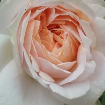 Online rózsa vásárlás - rózsaszín - virágágyi floribunda rózsa - Garden of Roses® - diszkrét illatú rózsa - ánizs aromájú - (50-60 cm)