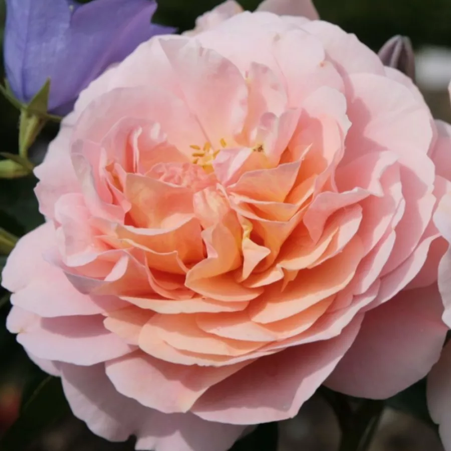 Virágágyi floribunda rózsa - Rózsa - Garden of Roses® - Online rózsa rendelés
