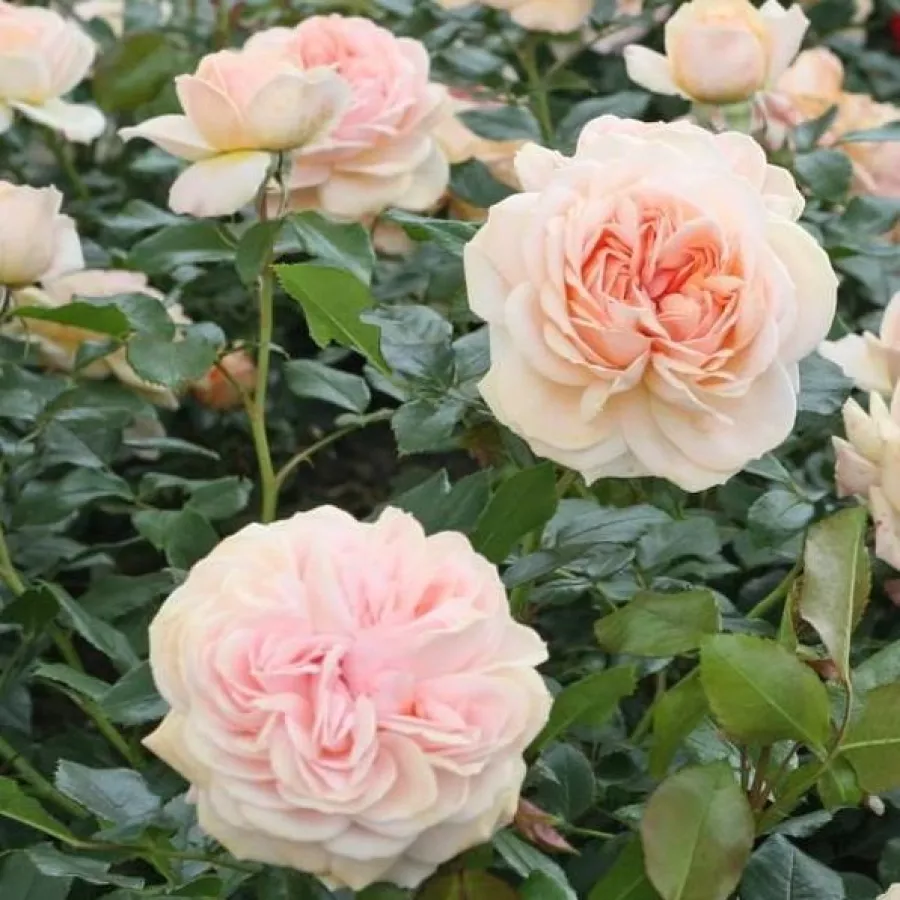 Różowy - Róża - Garden of Roses® - Szkółka Róż Rozaria