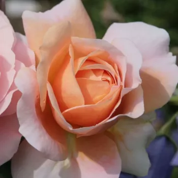 Rosa Garden of Roses® - ružičasta - Floribunda ruže
