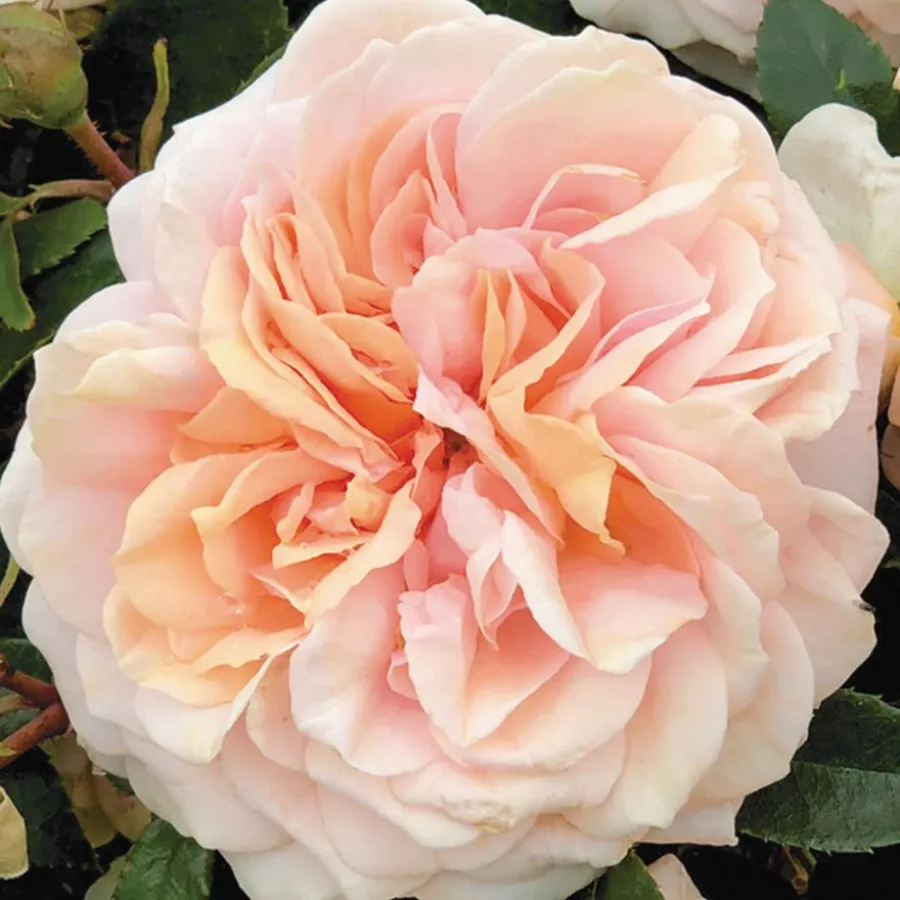 Rosa - Rosa - Garden of Roses® - rosal de pie alto