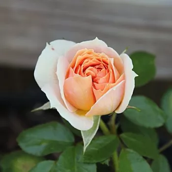 Rosa Garden of Roses® - roz - trandafiri pomisor - Trandafir copac cu trunchi înalt – cu flori tip trandafiri englezești