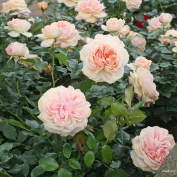 Rosa melocotón  - árbol de rosas inglés- rosal de pie alto - rosa de fragancia discreta - anís