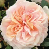 Stromčekové ruže - ružová - Rosa Garden of Roses® - mierna vôňa ruží - aróma