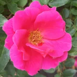 Rózsaszín - virágágyi floribunda rózsa - Online rózsa vásárlás - Rosa Gartenfreund® - diszkrét illatú rózsa - ánizs aromájú