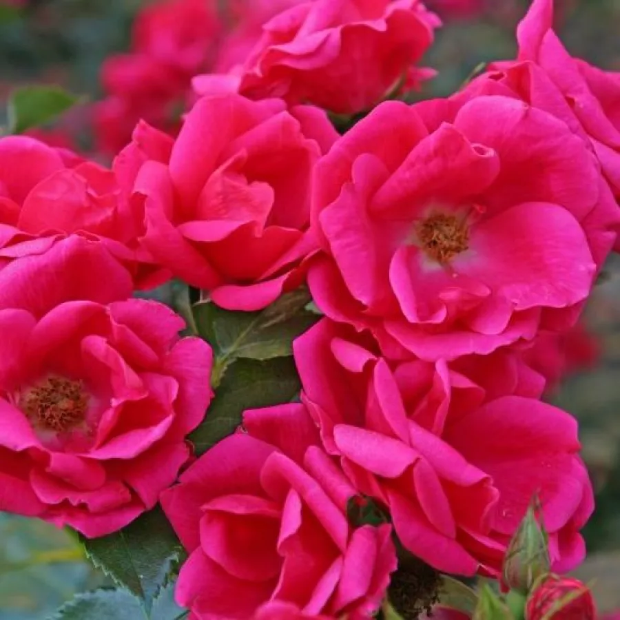 Różowy - Róża - Gartenfreund® - Szkółka Róż Rozaria