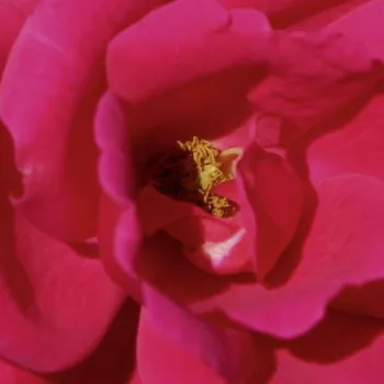 Ruže - online - koupit - záhonová ruža - floribunda - ružová - mierna vôňa ruží - aróma - Gartenfreund® - (40-80 cm)