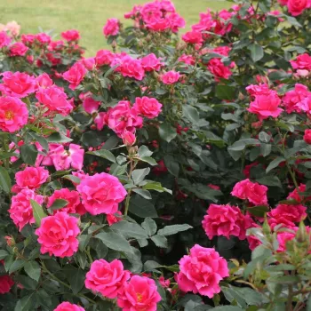 Sötétrózsaszín - csokros virágú - magastörzsű rózsafa - diszkrét illatú rózsa - ánizs aromájú