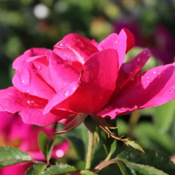 Rosa Gartenfreund® - ružičasta - Floribunda ruže