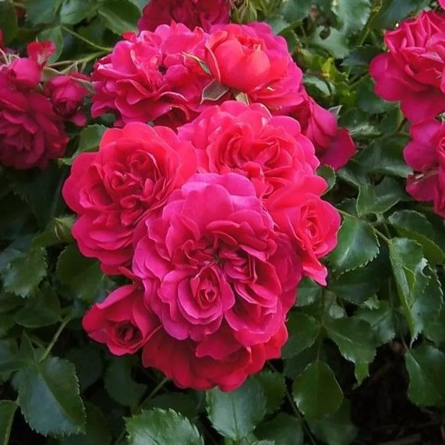 Róże okrywowe - Róża - Gärtnerfreude ® - Szkółka Róż Rozaria