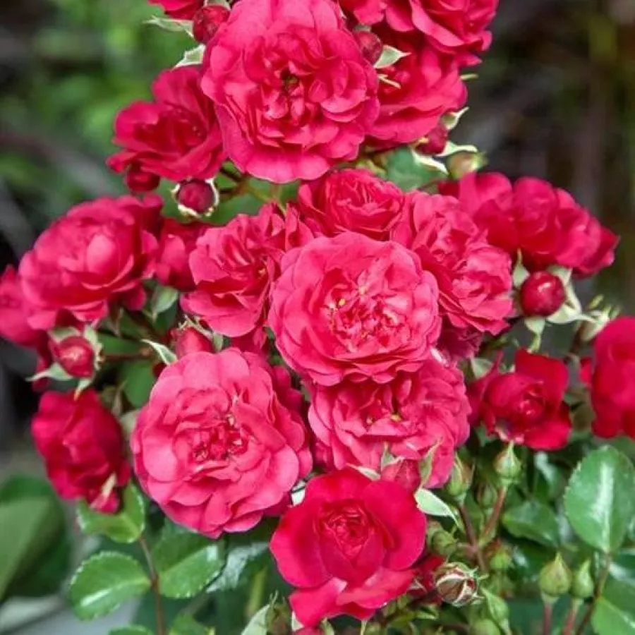 červený - Ruža - Gärtnerfreude ® - Ruže - online - koupit