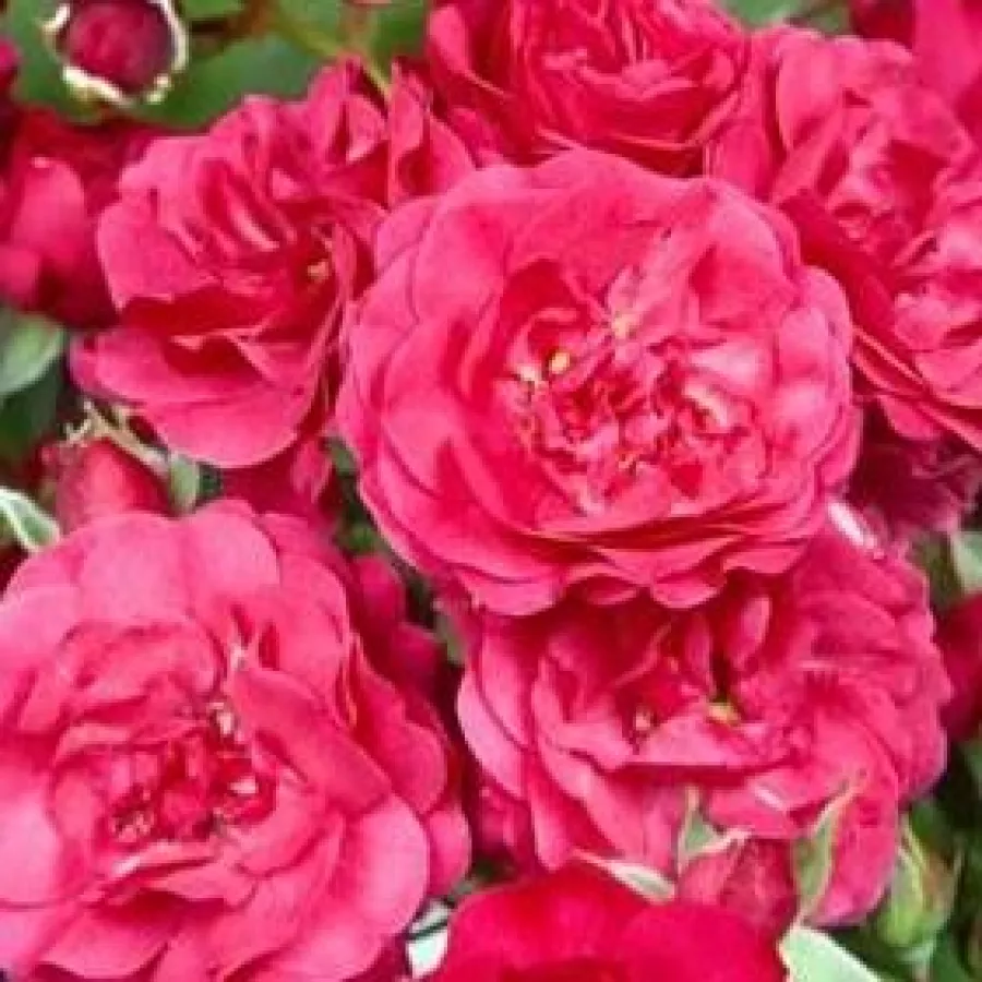 Ground cover, Shrub - Róża - Gärtnerfreude ® - Szkółka Róż Rozaria