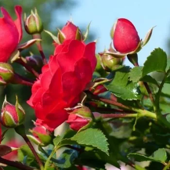 Rosa Gärtnerfreude ® - roșu - trandafiri pomisor - Trandafir copac cu trunchi înalt – cu flori mărunți