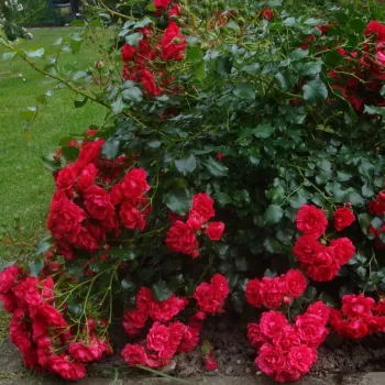 Czerwony - róża pienna - Róże pienne - z drobnymi kwiatami