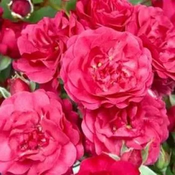 Ruže - online - koupit - červený - stromčekové ruže - Stromková ruža s drobnými kvetmi - Gärtnerfreude ® - bez vône