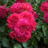 Drevesne vrtnice - rdeča - Rosa Gärtnerfreude ® - Vrtnica brez vonja