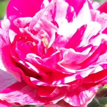 Rózsa rendelés online - rózsaszín - fehér - talajtakaró rózsa - Gaudy™ - diszkrét illatú rózsa - méz aromájú - (50-60 cm)
