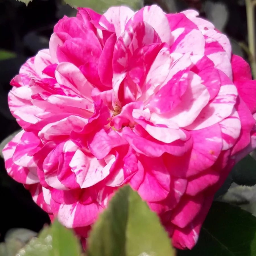 Pôdopokryvná ruža - Ruža - Gaudy™ - Ruže - online - koupit