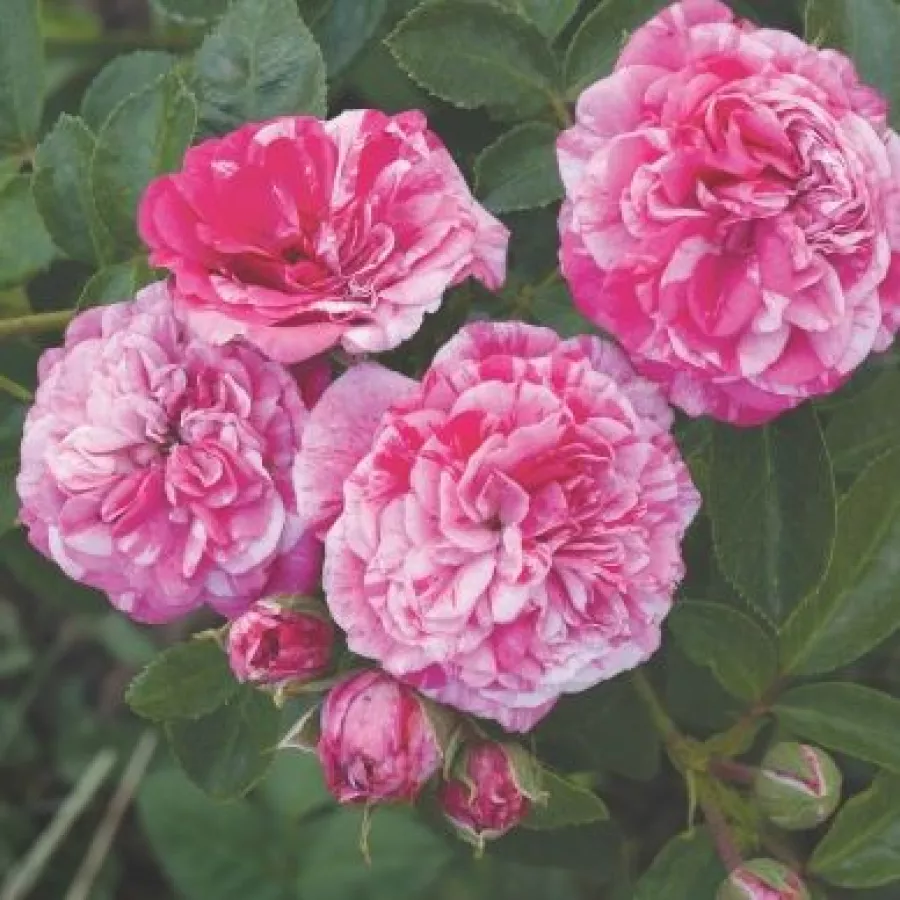 Roz - alb - Trandafiri - Gaudy™ - Trandafiri online