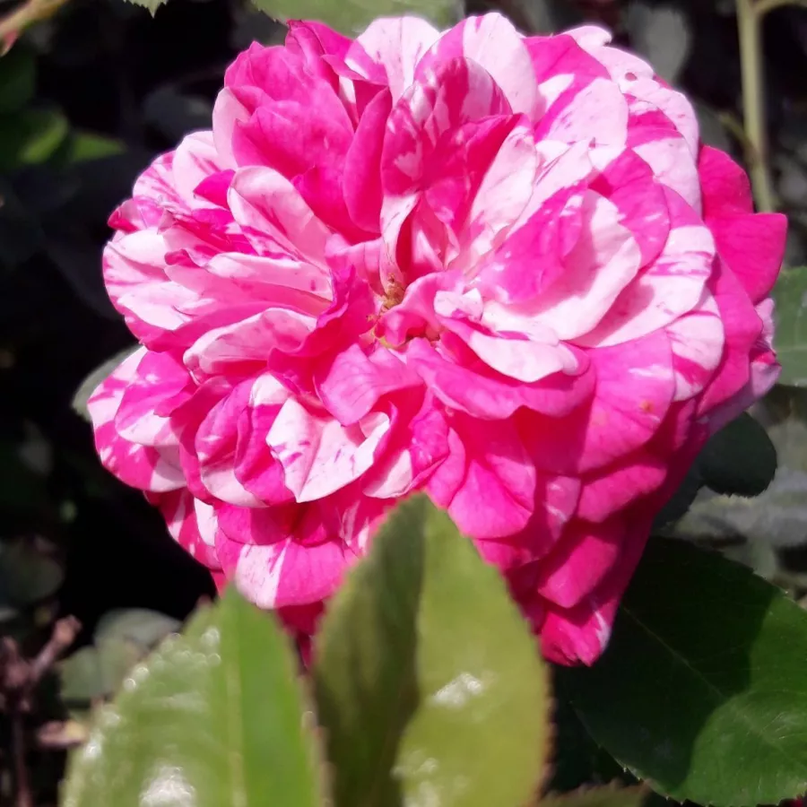 BOZgaudpix - Rózsa - Gaudy™ - Online rózsa rendelés