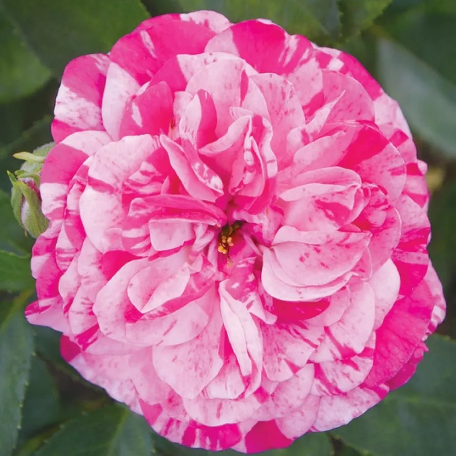 Rózsaszín - fehér - Rózsa - Gaudy™ - Kertészeti webáruház