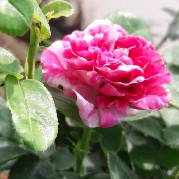 Rosa Gaudy™ - růžová - bílá - stromkové růže - Stromkové růže, květy kvetou ve skupinkách