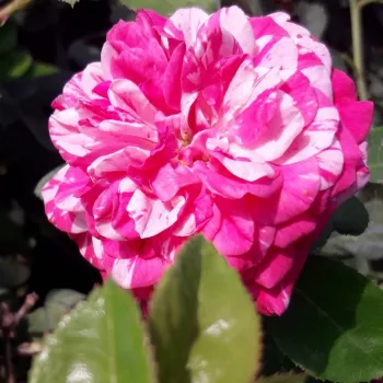 Rózsaszín - fehér csíkos - csokros virágú - magastörzsű rózsafa - diszkrét illatú rózsa - méz aromájú