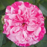 Drevesne vrtnice - roza - bela - Rosa Gaudy™ - Diskreten vonj vrtnice