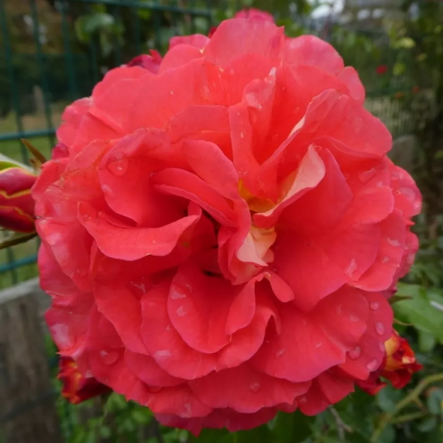 Virágágyi floribunda rózsa - Rózsa - Gebrüder Grimm® - Online rózsa rendelés