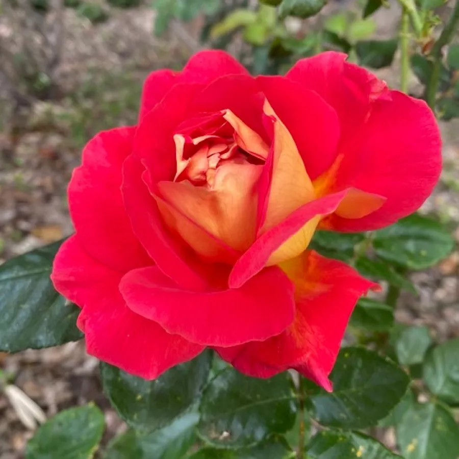 Arancia - Rosa - Gebrüder Grimm® - Produzione e vendita on line di rose da giardino