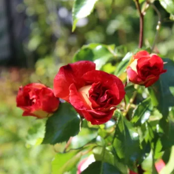 Rosa Gebrüder Grimm® - pomarańczowy - róże rabatowe grandiflora - floribunda