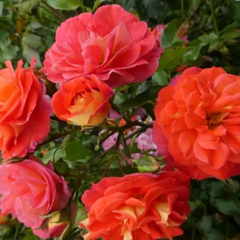 Naranča - Floribunda ruže   (70-80 cm)
