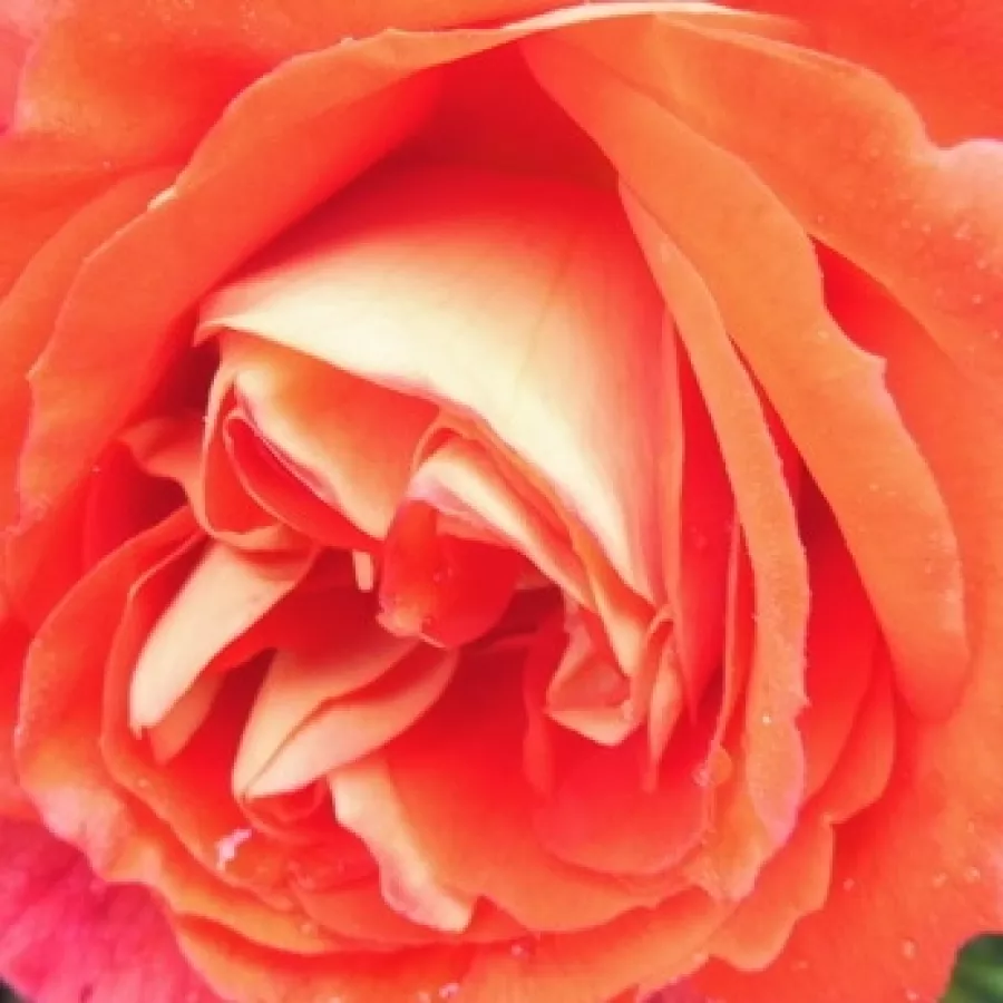 Floribunda - Roza - Gebrüder Grimm® - Na spletni nakup vrtnice