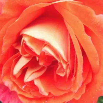 Ruže - eshop  - záhonová ruža - floribunda - oranžový - bez vône - Gebrüder Grimm® - (70-80 cm)